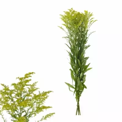 Solidago MARVELLOUS GOLD 80cm/40g