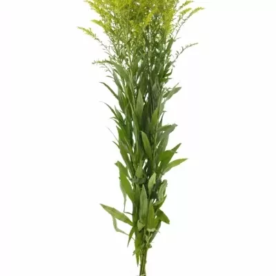 Solidago MARVELLOUS GOLD 80cm/40g