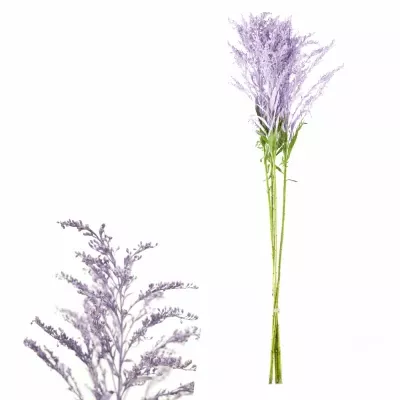 SOLIDAGO MILKA