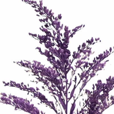 SOLIDAGO PURPLE