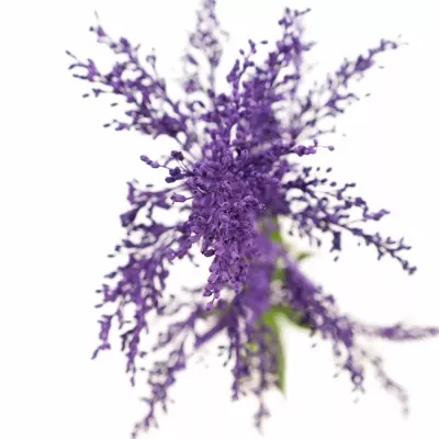 SOLIDAGO PURPLE