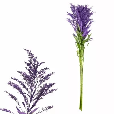 SOLIDAGO PURPLE