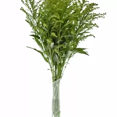 SOLIDAGO ROMANTIC GLORY 60cm/20g