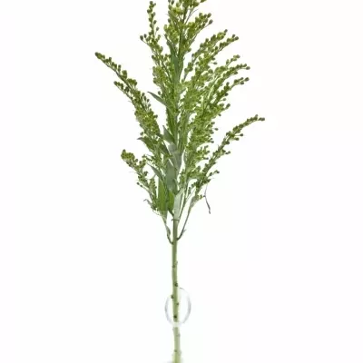 SOLIDAGO ROMANTIC GLORY 60cm/20g