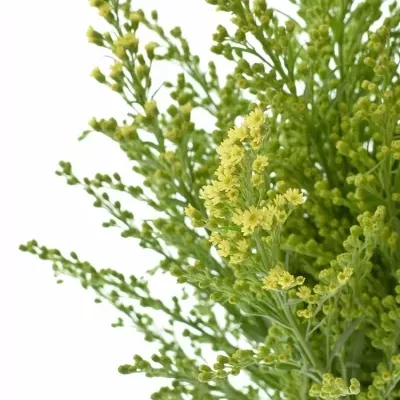 SOLIDAGO ROMANTIC GLORY 60cm/20g