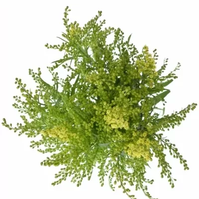 SOLIDAGO ROMANTIC GLORY 60cm/20g