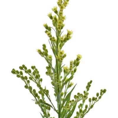 SOLIDAGO ROMANTIC GLORY 60cm/20g