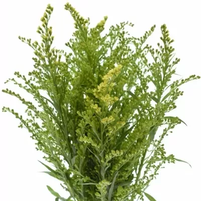 SOLIDAGO ROMANTIC GLORY 60cm/20g