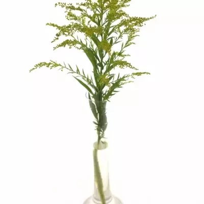 SOLIDAGO TARA GOLD 