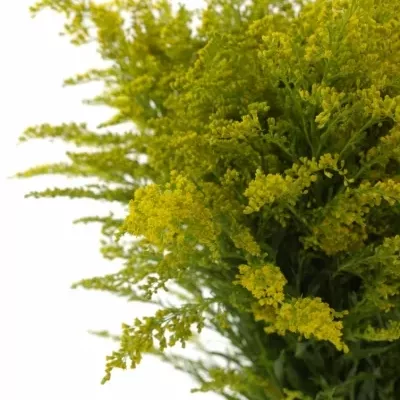 SOLIDAGO TARA GOLD 