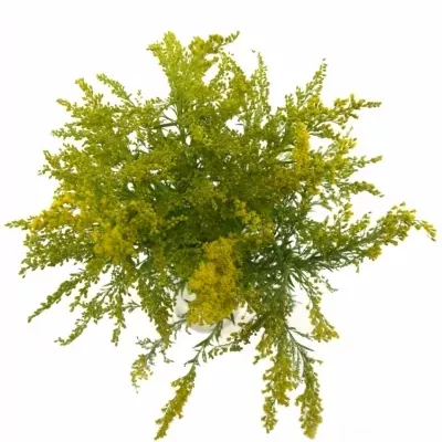 SOLIDAGO TARA GOLD 