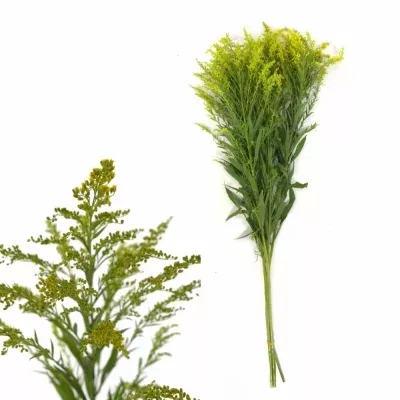 SOLIDAGO TARA GOLD 