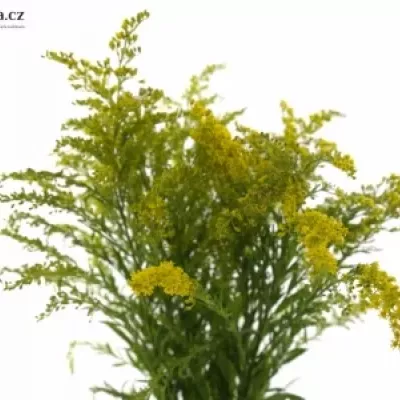 SOLIDAGO TARA GOLD 