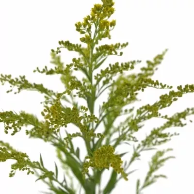 SOLIDAGO TARA GOLD 