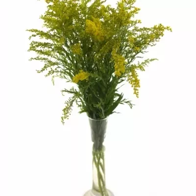 SOLIDAGO TARA GOLD 