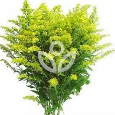 SOLIDAGO TARA