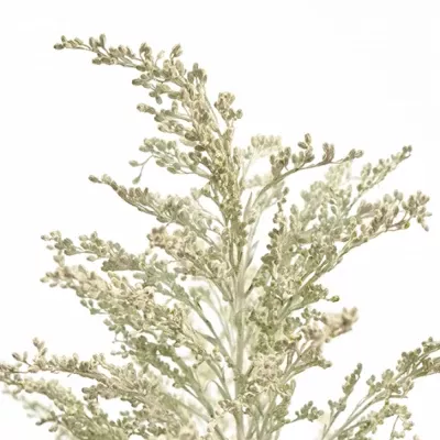 SOLIDAGO WHITE