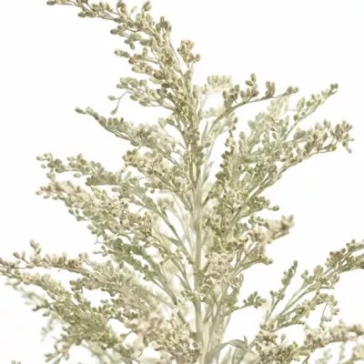 SOLIDAGO WHITE