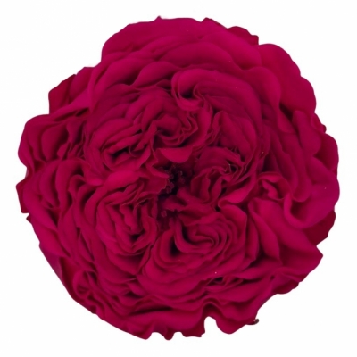 Stabilizované karmínově červené zahradní růže v krabičce 12ks