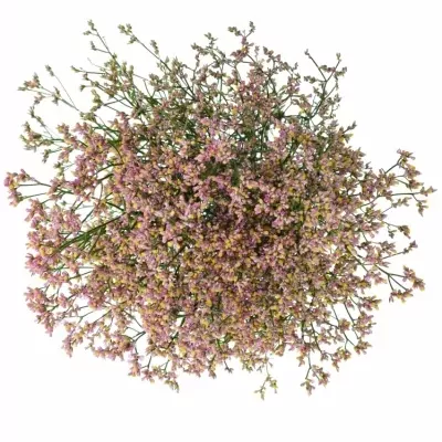 Statice SINENSIS BLUSH DIAMOND 70cm/25g 