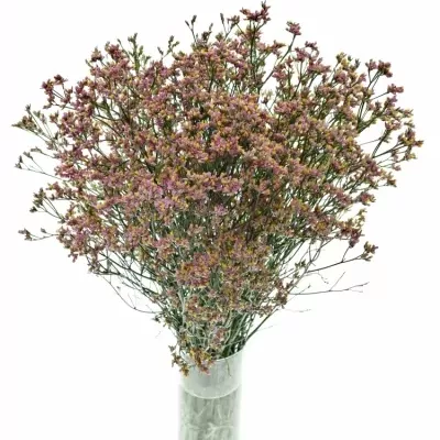 Statice SINENSIS BLUSH DIAMOND 70cm/25g 