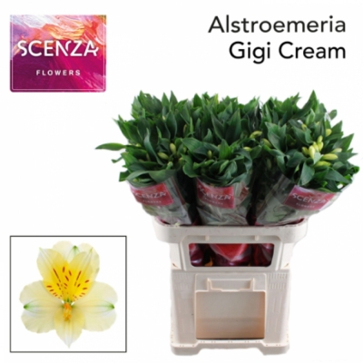 Svazek 10 Alstromérií GIGI CREAM 75cm