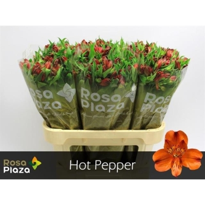 Svazek 10 Alstromérií HOT PEPPER