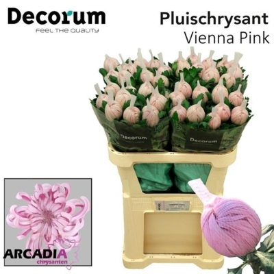 Svazek 10 jednokvětých chryzantém VIENNA PINK