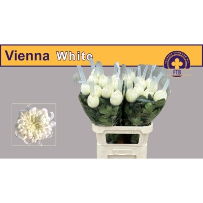 Svazek 10 jednokvětých chryzantém VIENNA WHITE