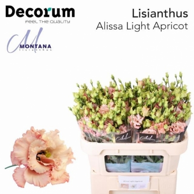 Svazek 10 jícnovky ALISSA LIGHT APRICOT