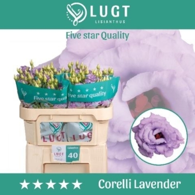 Svazek 10 jícnovky CORELLI LAVENDER 70 cm