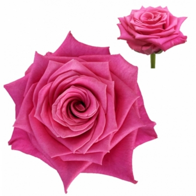 Svazek 10 luxusních růží CHARLOTTE