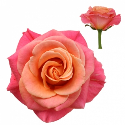 Svazek 10 růžových růží MISS PIGGY 80cm