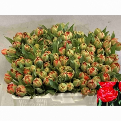 Svazek 50 červených tulipánů DU MIRANDA