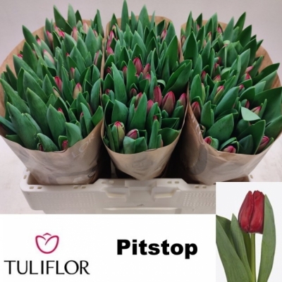 Svazek 50 červených tulipánů EN PITSTOP