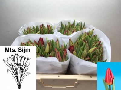 Svazek 50 červených tulipánů EN STRONG FIRE