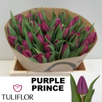 Svazek 50 fialových tulipánů EN PURPLE PRINCE