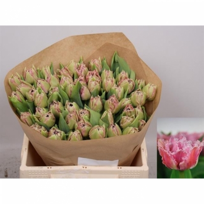 Svazek 50 fialových tulipánů FR CAIRNS