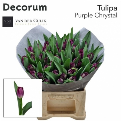 Svazek 50 fialových tulipánů FR PURPLE CRYSTAL