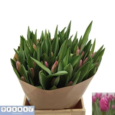 Svazek 50 růžových tulipánů EN JUMBO PINK