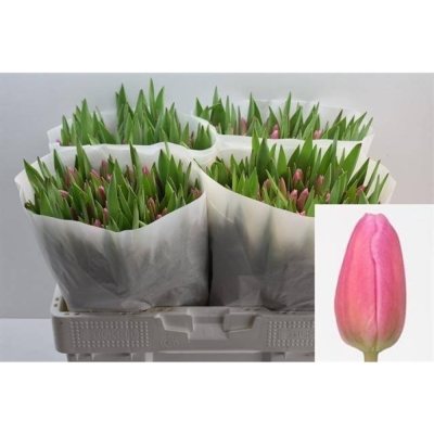 Svazek 50 růžových tulipánů EN JUMBO PINK