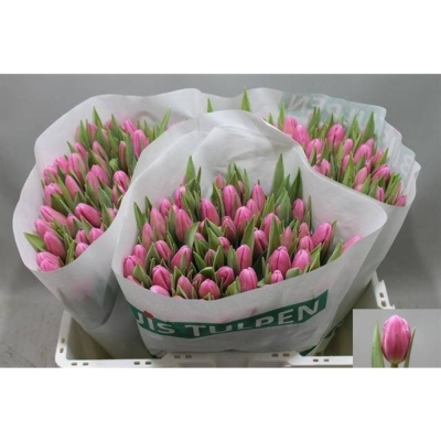 Svazek 50 růžových tulipánů EN JUMBO PINK