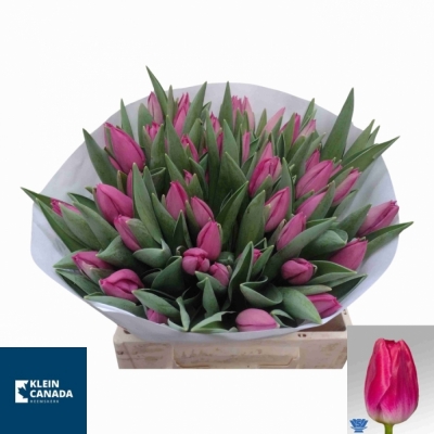 Svazek 50 růžových tulipánů EN PINK ARDOUR