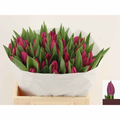 Svazek 50 růžových tulipánů EN PINK ARDOUR