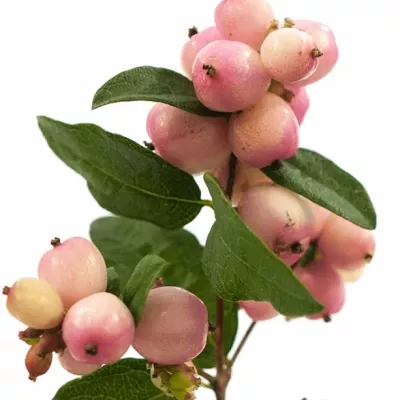 SYMPHORICARPOS MAGICAL CHARMANT FANTASY