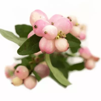 SYMPHORICARPOS MAGICAL CHARMANT FANTASY