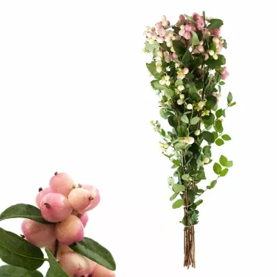 SYMPHORICARPOS MAGICAL CHARMANT FANTASY