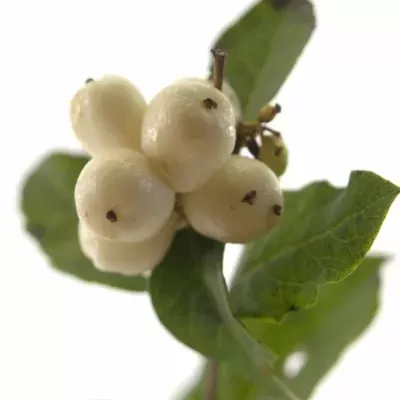 SYMPHORICARPOS MAGICAL SNOWFLAKE 40cm