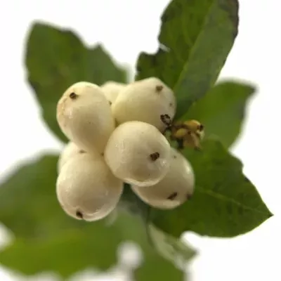 SYMPHORICARPOS MAGICAL SNOWFLAKE 40cm