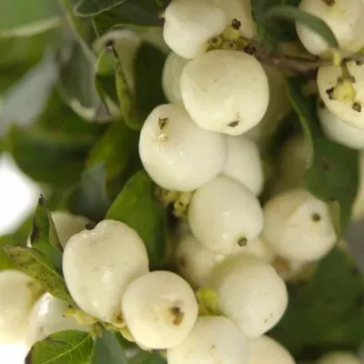 SYMPHORICARPOS MAGICAL SNOWFLAKE 40cm